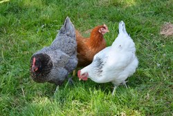 GRIPPE AVIARE H5N8 : Mesures supplémentaires pour détenteurs particuliers de volailles et d’oiseaux