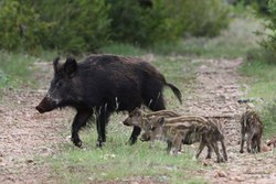 Peste porcine africaine : nouvelles limites de noyau, de la zone d'observation et de la zone de vigilance