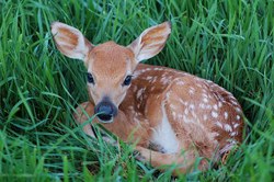 Sauvons Bambi : service gratuit pour sauver les animaux de la fauche